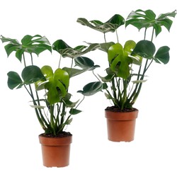 Monstera Deliciosa - Set van 2 - Gatenplant - Pot 17cm - Hoogte 50-60cm