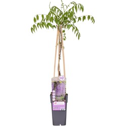 Hello Plants Wisteria Floribunda Naga Noda Blauwe Regen Paars - Klimplant, Sierheester - Ø 15 cm - Hoogte: 65 cm