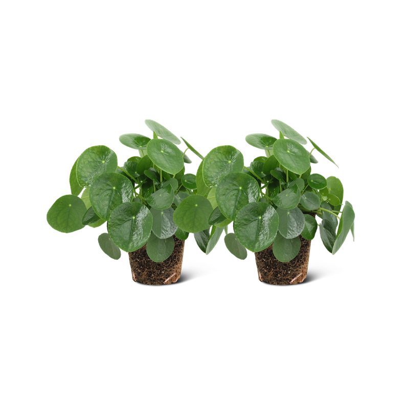We Love Plants - Pilea Peperomioides - 2 stuks - 25 cm hoog - Pannenkoek Plant - 