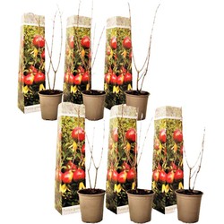 Punica Granatum - Set van 6 - Granaatappel - Pot 9cm - Hoogte - 25-40cm