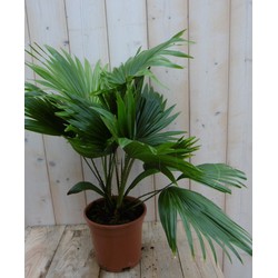 Kamerplant Waaierpalm Livistonia Rotundifolia 50 cm