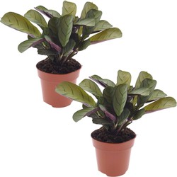 Ctenanthe Amagris - Set van 2 - Gebedsplant - Pot 12cm - Hoogte 20-30cm