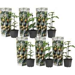 Passiflora Edulis klimplant - Mix van 6 - Passiebloem -Pot 9cm - Hoogte 25-40cm