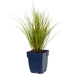 Carex 'Phoenix Green'