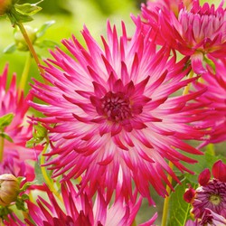 Dahlia 'Dutch Explosion' - Set van 3 - Dahliaknollen - Zomerbloeiers - Roze