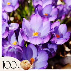 Krokusbollen - Set van 100 - Crocus 'Ruby Giant' - Bloembollen - Paars
