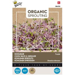 Organic Sprouting Koolrabi rood (BIO)