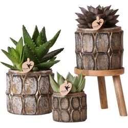 Kolibri Greens | Planten set - succulenten mix - in Industrial Chic sierpotten + houten plantenverhoging - potmaten 6cm & 9cm