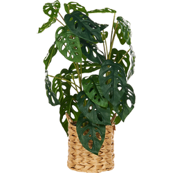 Beliani MONSTERA ADANSONII - Kunstplant-Groen-Synthetisch materiaal