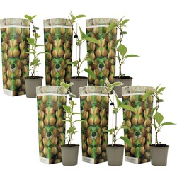 Kiwi Actinidia 'Jenny' - Set van 6 - Kiwiplanten - Pot 9cm - Hoogte 20-40cm
