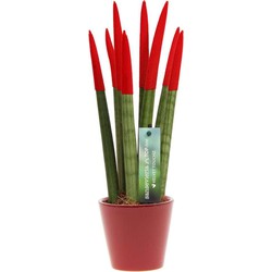 Sansevieria Cylindrica - Velvet Touchz - Hoogte 20-40cm - Pot 9cm