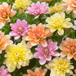 Dahlia 'Waterlily Mix' - Set van 6 - Dahliaknollen - Zomerbloeiers - Kleurenmix