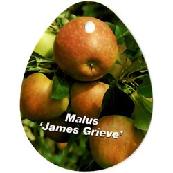 Malus Domestica James Grieve