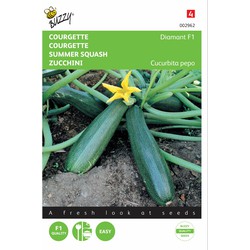 2 stuks - Zucchini Courgette Diamant F1 - Buzzy