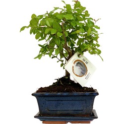 ZynesFlora - Bonsai Boom in Keramiek - Kamerplant in pot - Ø 15 cm - Hoogte: 25-30 cm - Kamerplant