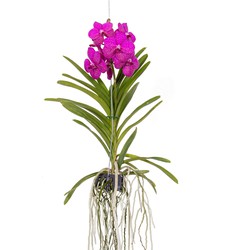 Vanda orchidee 'Tayanee Cerise' - Creme-wit - Hoogte 65cm