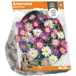 Anemone Blanda Mixed per 20 bloembollen