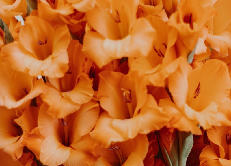 Alles wat je wilt weten over gladiolen 
