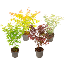 Japanse Esdoorn - Set van 4 - Acer palmatum 'Mix' - Hoogte 35-55cm - ⌀15cm