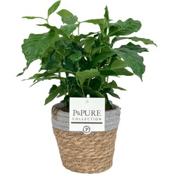 ZynesFlora - Coffea Arabica in Mandje - Kamerplant in pot - Ø 12 cm - Hoogte: 25 cm - Koffieplant