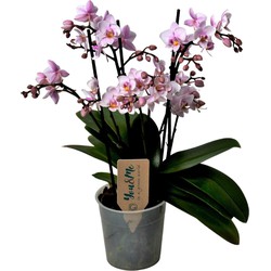 Phalaenopsis Multiflora - Orchidee roze - Pot 12cm - Hoogte 35-45cm