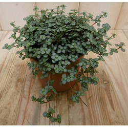 2 stuks! Kamerplant Chique Pilea Glauca - Warentuin Natuurlijk