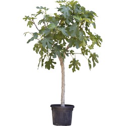 Vijgenboom 16/18 cm Ficus carica 162,5 cm boom - Warentuin Natuurlijk