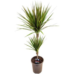 Dracaena marginata Bicolor - Drakenbloedboom - Pot 17cm - Hoogte 70-80cm