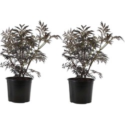 Sambucus nigra 'Black Lace' - Set van 2 - Pot 17cm - Hoogte 25-40cm