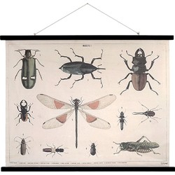 HKliving Poster 105 x 85 cm - Insects