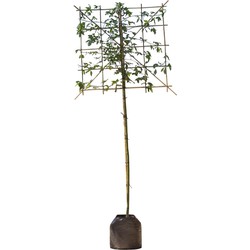 Gouden regen leiboom 180 cm Laburnum watereri Vossi 300 cm