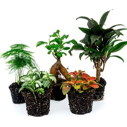 URBANJNGL - Terrarium planten pakket Ficus Ginseng - 5 planten - Bonsai - Palm - Asparagus - 2x Fittonia