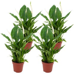 ZynesFlora - Spathiphyllum Vivaldi - 4 Stuks - Kamerplant in pot - Ø 12 cm - Hoogte: 35 - 40 cm - Luchtzuiverend - Lepelplant