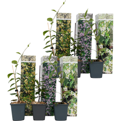Jasmijn - Set van 6 - Trachelospermum jasminoides - Hoogte 25-40cm - ⌀9cm