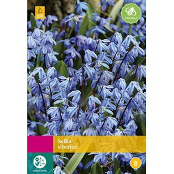 3 stuks - Scilla siberica 40 bollen