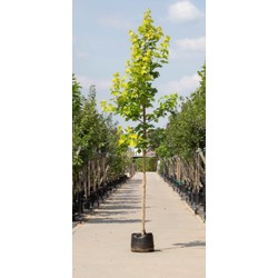 Geeldbladige Noorse esdoorn Acer pl. Princeton Gold h 450 cm st. omtrek 16 cm - Warentuin Natuurlijk