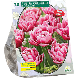 Tulipa Dubbel Laat Columbus per 20 bloembollen