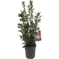 Laurus nobilis - Laurierstruik - Pot 21cm - Hoogte 90-100cm