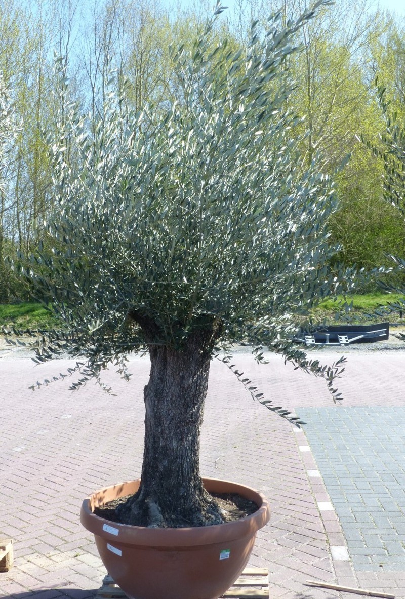 Olijfboom Olea stamhoogte 80 cm en boomhoogte 200 cm Dikke oude Stam - Warentuin Natuurlijk - 