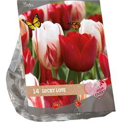 Urban Flowers Lucky Love per 14 bloembollen