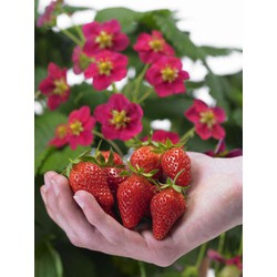 Fragaria x ananassa Roman - Set van 6 - Aardbeienplant - ⌀9cm - Hoogte 15-20cm