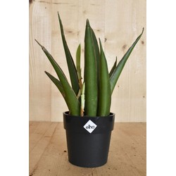 Mini Sansevieria in zwarte pot Elho