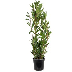 Floraya - Laurier | Laurus Nobilis - Buitenplant in kwekerspot ⌀21 cm - ↕80-90 cm