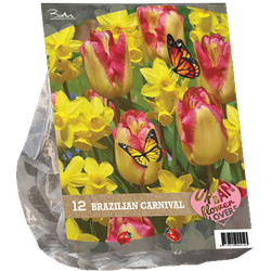 Urban Flowers Brazilian Carnaval per 12 bloembollen