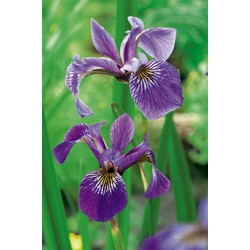 2 stuks! Iris kaempferi potmaat P9 - Moerings