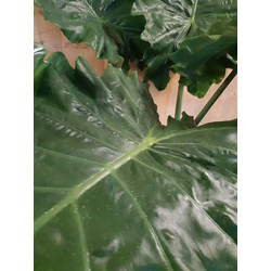 Alocasia Portadora kamerplant