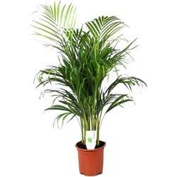 Dypsis Lutescens - Areca - Goudpalm - Kamerplant - Pot 21cm - Hoogte 100-120cm