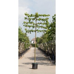 Linde als leiboom Tillia europaea Pallida h 340 cm st. omtrek 16 cm st. h 220 cm