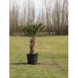 Wagner palm Trachycarpus wagnerianus h 110 cm st. h 45 cm