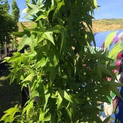Zuil amberboom Liquidambar sty. Slender Silhouette h 250 cm st. h 30 cm - Warentuin Natuurlijk